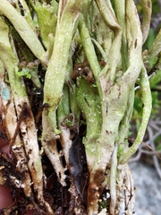 Cladonia macroceras