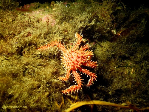 Lithodes santolla