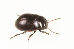 Chrysolina analis