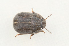Odontoscelis lineola