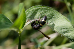 Eumeninae