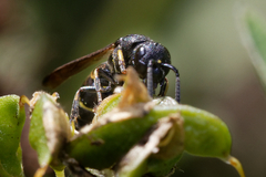 Eumeninae