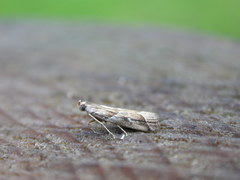 Nyctegretis lineana