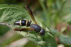 Eumeninae