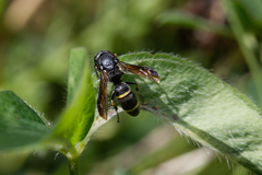 Eumeninae