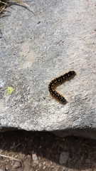 Eriogaster arbusculae