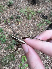 Schistocerca alutacea