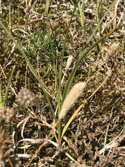 Phleum arenarium
