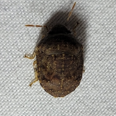 Diolcus chrysorrhoeus