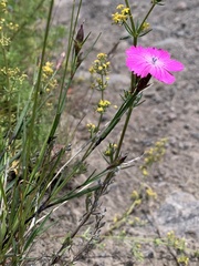 Dianthus caucaseus