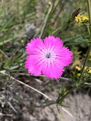 Dianthus caucaseus