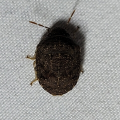 Diolcus chrysorrhoeus
