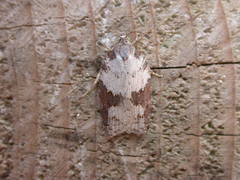 Acleris sparsana