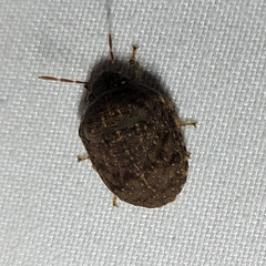 Diolcus chrysorrhoeus