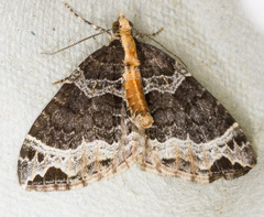 Ecliptopera capitata