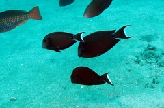 Acanthurus tennentii