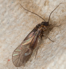 Elipsocus