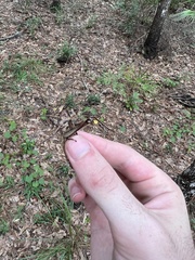 Schistocerca alutacea