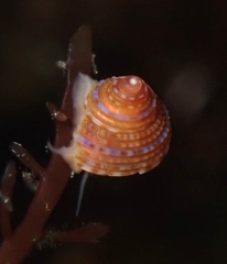 Calliostoma supragranosum