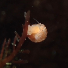 Calliostoma supragranosum