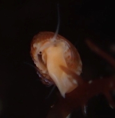 Calliostoma supragranosum