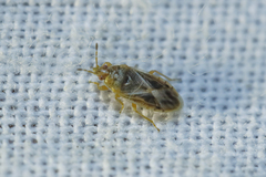 Chilacis typhae