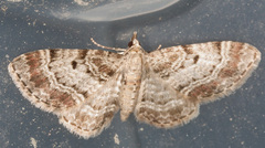Eupithecia abietaria