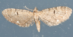 Eupithecia assimilata