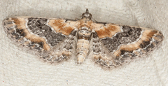 Eupithecia linariata