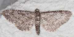 Eupithecia satyrata