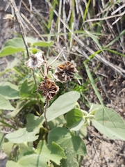 Abutilon berlandieri