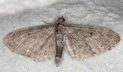 Eupithecia tripunctaria
