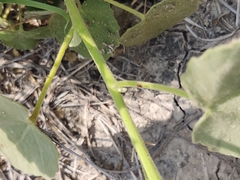 Abutilon berlandieri