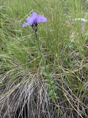 Linum hypericifolium