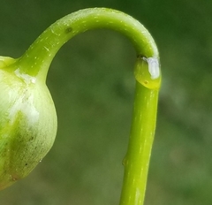 Haplorhynchites aeneus