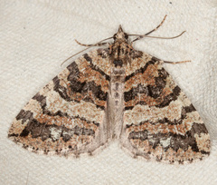 Hydriomena furcata