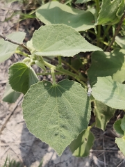Abutilon berlandieri
