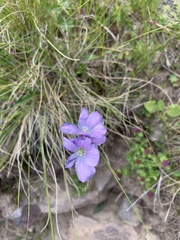 Linum hypericifolium