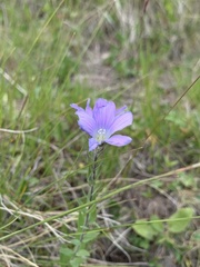 Linum hypericifolium