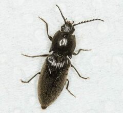 Hemicrepidius hirtus