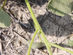 Abutilon berlandieri