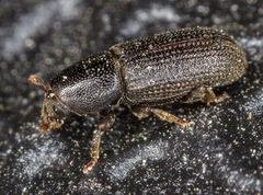 Hylastes cunicularius