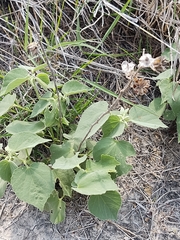 Abutilon berlandieri