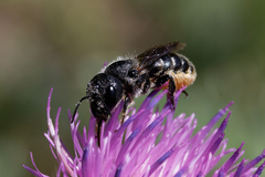 Osmia