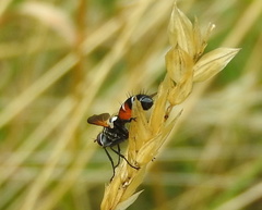 Cylindromyia interrupta