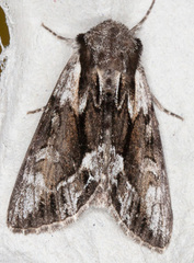 Hyppa rectilinea