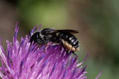 Osmia