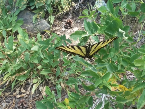 iNaturalist observation photo of Western Tiger Swallowtail