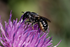 Osmia