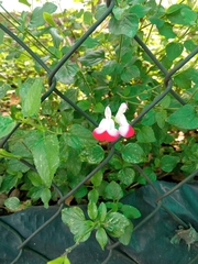 Salvia microphylla microphylla